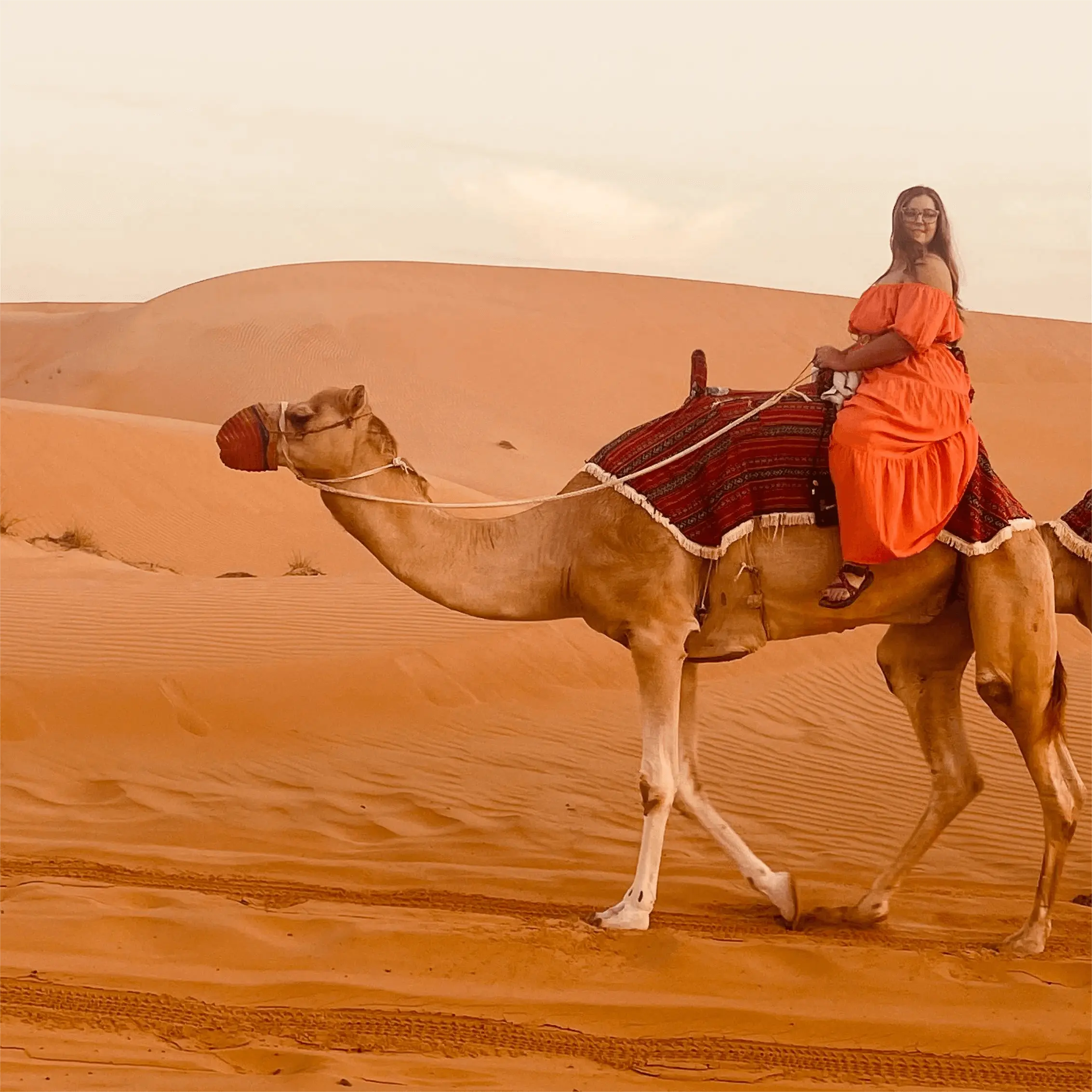 morning-safari-camel